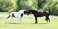 IMG_5559.jpg