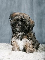 hund4.jpg